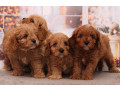 poodle-puppies-4-weeks-old-boys-and-girls-sidney-mt-small-2