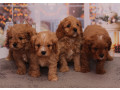 poodle-puppies-4-weeks-old-boys-and-girls-sidney-mt-small-4