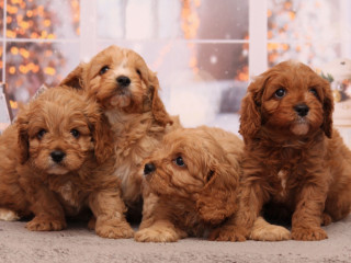 Poodle Puppies, 4 Weeks Old, Boys and Girls Sidney, MT