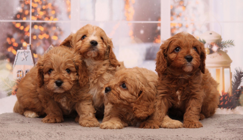 poodle-puppies-4-weeks-old-boys-and-girls-sidney-mt-big-0