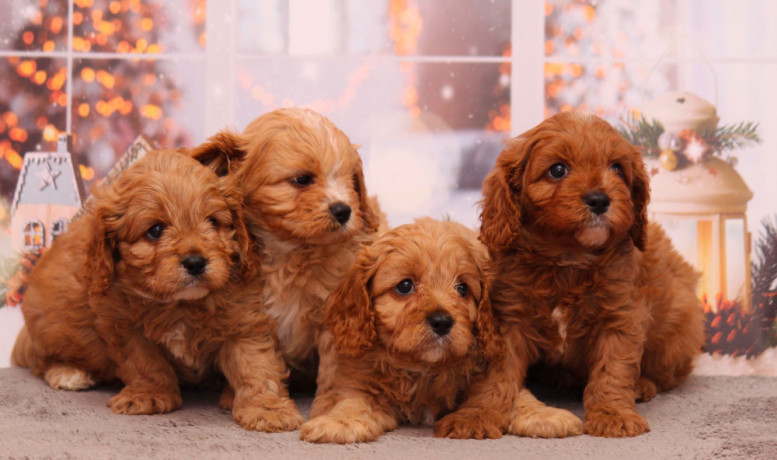 poodle-puppies-4-weeks-old-boys-and-girls-sidney-mt-big-5