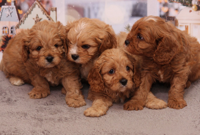 poodle-puppies-4-weeks-old-boys-and-girls-sidney-mt-big-1