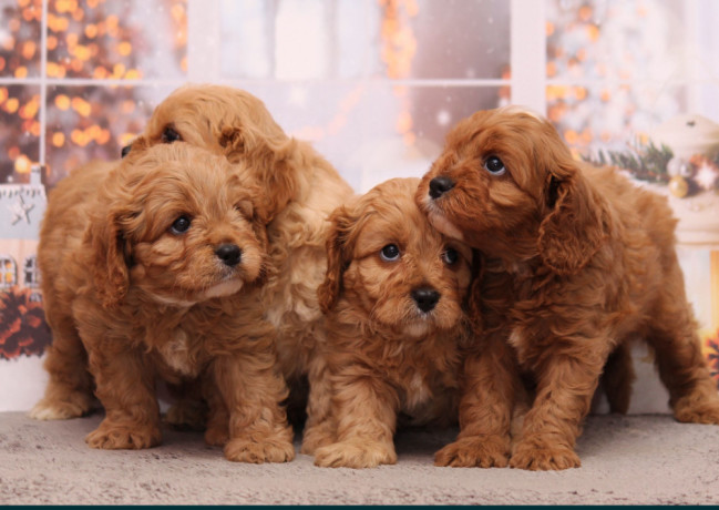 poodle-puppies-4-weeks-old-boys-and-girls-sidney-mt-big-3