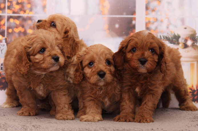 poodle-puppies-4-weeks-old-boys-and-girls-sidney-mt-big-2