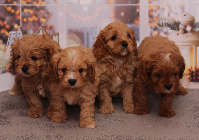 poodle-puppies-4-weeks-old-boys-and-girls-sidney-mt-big-4