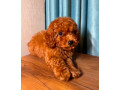 two-miniature-poodle-puppies-ready-for-sale-small-2