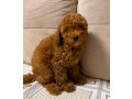 two-miniature-poodle-puppies-ready-for-sale-small-3