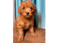 two-miniature-poodle-puppies-ready-for-sale-small-1