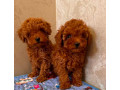 two-miniature-poodle-puppies-ready-for-sale-small-0