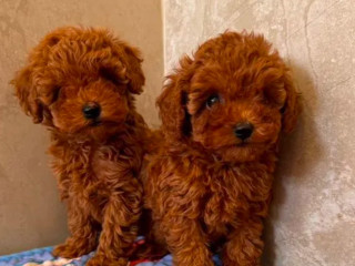 Two Miniature Poodle Puppies Ready for Sale