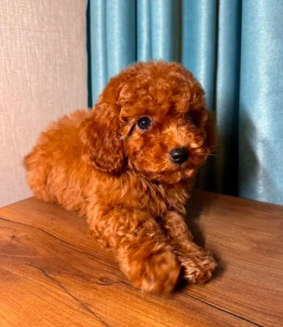 two-miniature-poodle-puppies-ready-for-sale-big-2