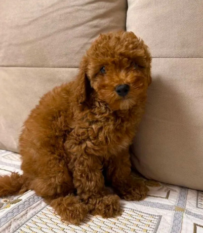 two-miniature-poodle-puppies-ready-for-sale-big-3