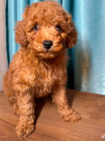 two-miniature-poodle-puppies-ready-for-sale-big-1