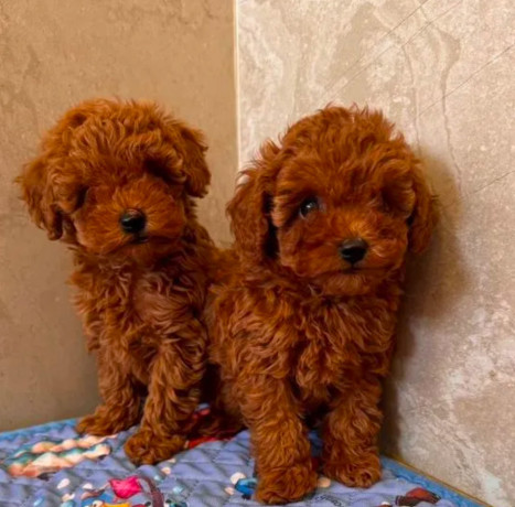 two-miniature-poodle-puppies-ready-for-sale-big-0