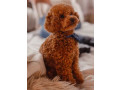 poodle-puppy-girl-12-weeks-old-detroit-mi-small-3