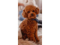 poodle-puppy-girl-12-weeks-old-detroit-mi-small-1