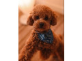 poodle-puppy-girl-12-weeks-old-detroit-mi-small-0