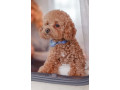 poodle-puppy-girl-12-weeks-old-detroit-mi-small-4