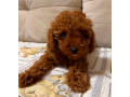 poodle-puppy-girl-12-weeks-old-detroit-mi-small-2