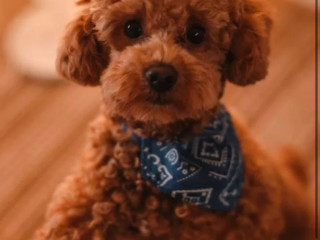 Poodle Puppy, Girl, 12 Weeks Old Detroit, MI