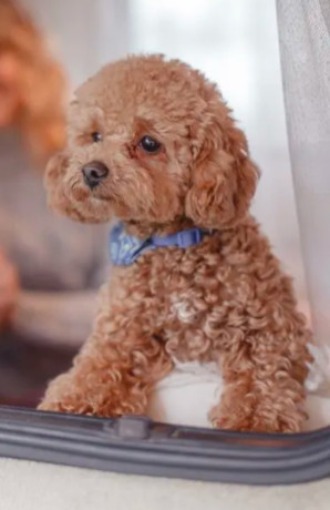 poodle-puppy-girl-12-weeks-old-detroit-mi-big-4