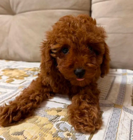 poodle-puppy-girl-12-weeks-old-detroit-mi-big-2