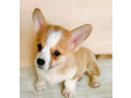 corgi-puppies-for-sale-in-louisiana-small-4