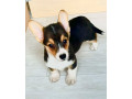 corgi-puppies-for-sale-in-louisiana-small-1