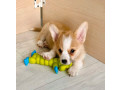 corgi-puppies-for-sale-in-louisiana-small-5