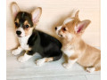 corgi-puppies-for-sale-in-louisiana-small-0