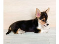 corgi-puppies-for-sale-in-louisiana-small-3