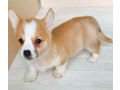 corgi-puppies-for-sale-in-louisiana-small-2