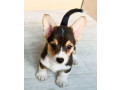 corgi-puppies-for-sale-in-louisiana-small-6