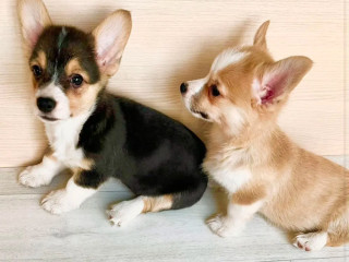 Corgi Puppies for Sale in Louisiana