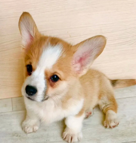 corgi-puppies-for-sale-in-louisiana-big-4