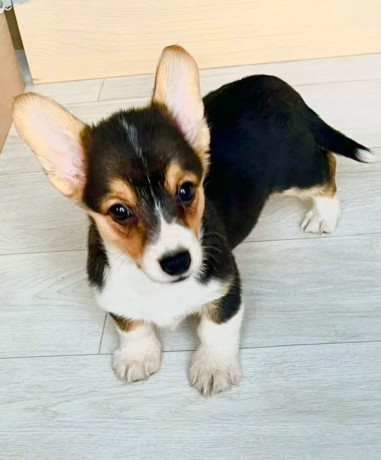 corgi-puppies-for-sale-in-louisiana-big-1