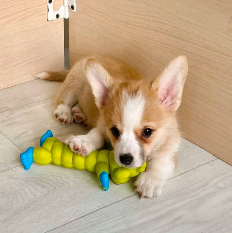 corgi-puppies-for-sale-in-louisiana-big-5