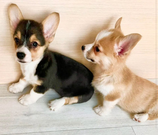 corgi-puppies-for-sale-in-louisiana-big-0