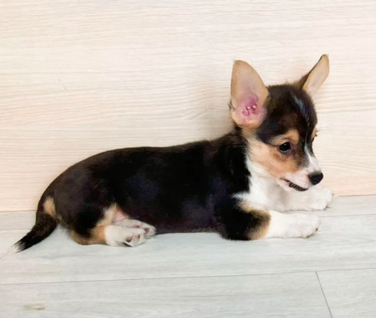 corgi-puppies-for-sale-in-louisiana-big-3