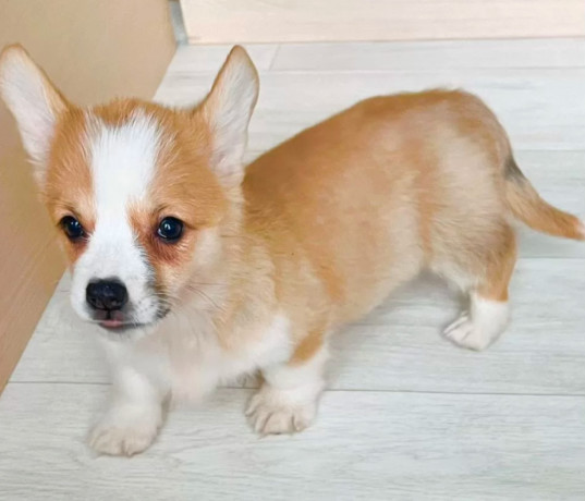 corgi-puppies-for-sale-in-louisiana-big-2