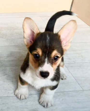 corgi-puppies-for-sale-in-louisiana-big-6