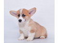 royal-corgi-puppies-available-for-reservation-small-4