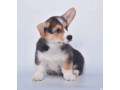 royal-corgi-puppies-available-for-reservation-small-2