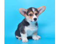 royal-corgi-puppies-available-for-reservation-small-3