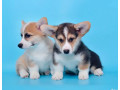 royal-corgi-puppies-available-for-reservation-small-0