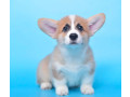 royal-corgi-puppies-available-for-reservation-small-1