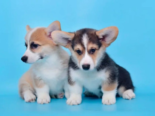 Royal Corgi Puppies Available for Reservation