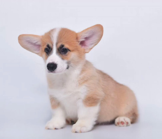 royal-corgi-puppies-available-for-reservation-big-4