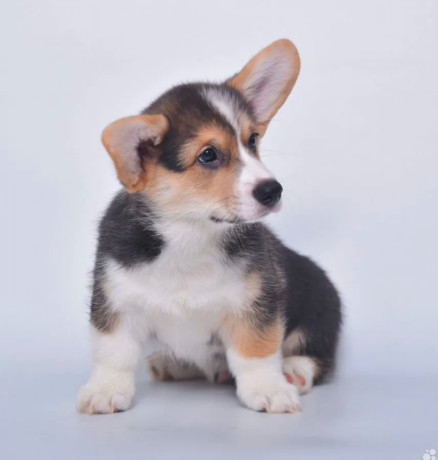 royal-corgi-puppies-available-for-reservation-big-2