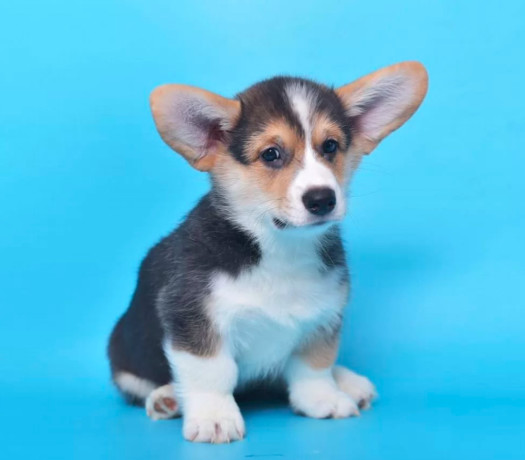 royal-corgi-puppies-available-for-reservation-big-3